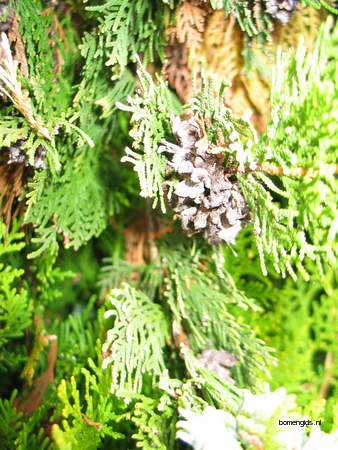  picture  Oosterse_levensboom |Thuja_orientalis
