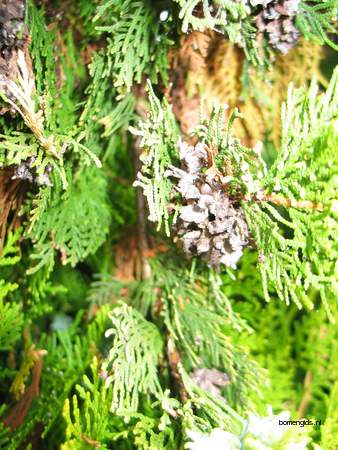  picture  Oosterse_levensboom |Thuja_orientalis