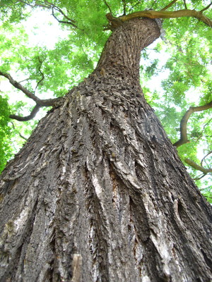  picture  Pagodeboom--Honingboom |Styphnolobium_japonicum