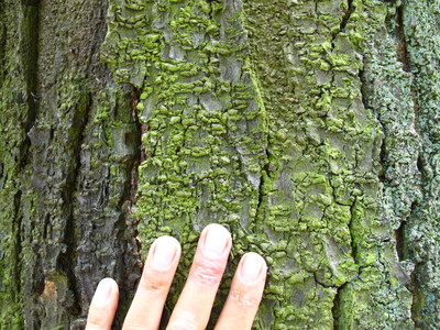  picture  Pagodeboom--Honingboom |Styphnolobium_japonicum