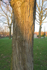  picture  Pagodeboom--Honingboom |Styphnolobium_japonicum