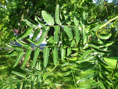  picture  Pagodeboom--Honingboom |Styphnolobium_japonicum