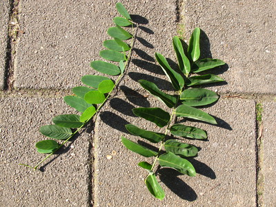  picture  Pagodeboom--Honingboom |Styphnolobium_japonicum