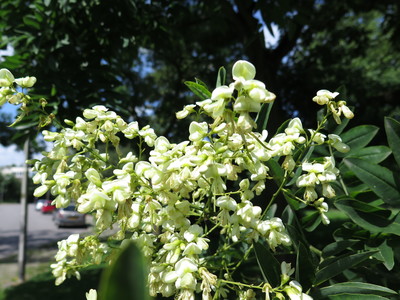  picture  Pagodeboom--Honingboom |Styphnolobium_japonicum