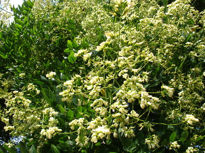  picture  Pagodeboom--Honingboom |Styphnolobium_japonicum