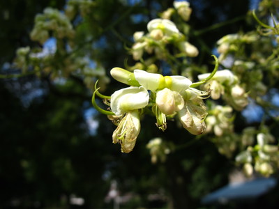  picture  Pagodeboom--Honingboom |Styphnolobium_japonicum