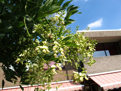  picture  Pagodeboom--Honingboom |Styphnolobium_japonicum
