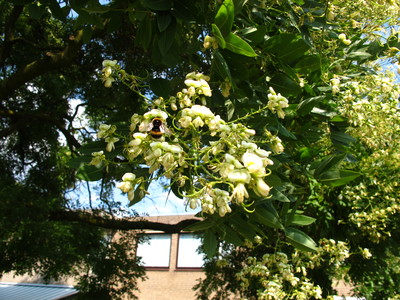  picture  Pagodeboom--Honingboom |Styphnolobium_japonicum
