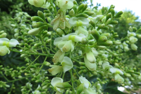  picture  Pagodeboom--Honingboom |Styphnolobium_japonicum