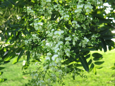  picture  Pagodeboom--Honingboom |Styphnolobium_japonicum