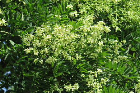  picture  Pagodeboom--Honingboom |Styphnolobium_japonicum