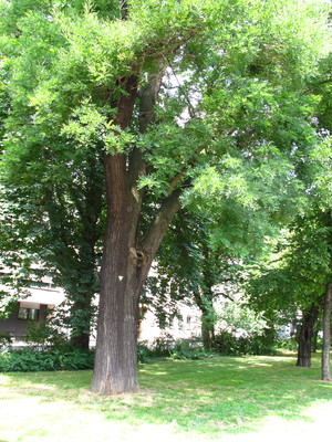  picture  Pagodeboom--Honingboom |Styphnolobium_japonicum