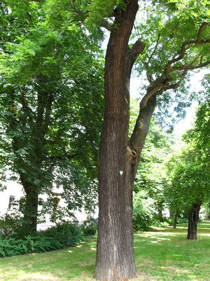  picture  Pagodeboom--Honingboom |Styphnolobium_japonicum