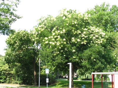  picture  Pagodeboom--Honingboom |Styphnolobium_japonicum