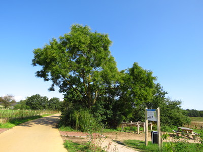  picture  Pagodeboom--Honingboom |Styphnolobium_japonicum