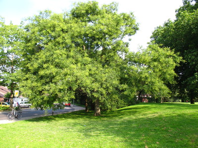 picture  Pagodeboom--Honingboom |Styphnolobium_japonicum