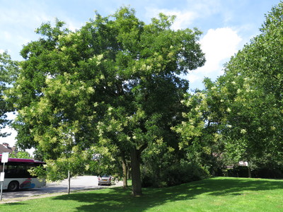  picture  Pagodeboom--Honingboom |Styphnolobium_japonicum