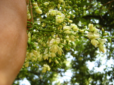 picture  Pagodeboom--Honingboom |Styphnolobium_japonicum