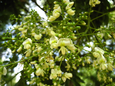  picture  Pagodeboom--Honingboom |Styphnolobium_japonicum