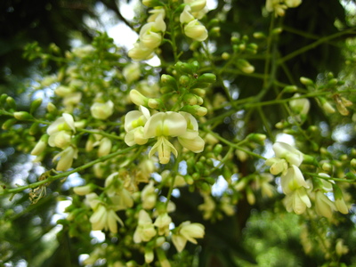  picture  Pagodeboom--Honingboom |Styphnolobium_japonicum
