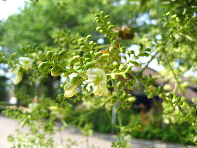  picture  Pagodeboom--Honingboom |Styphnolobium_japonicum