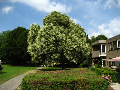  picture  Pagodeboom--Honingboom |Styphnolobium_japonicum