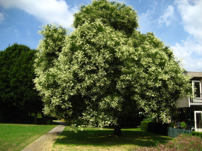  picture  Pagodeboom--Honingboom |Styphnolobium_japonicum