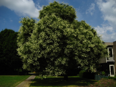  picture  Pagodeboom--Honingboom |Styphnolobium_japonicum
