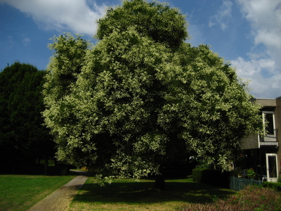  picture  Pagodeboom--Honingboom |Styphnolobium_japonicum
