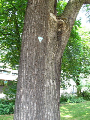  picture  Pagodeboom--Honingboom |Styphnolobium_japonicum