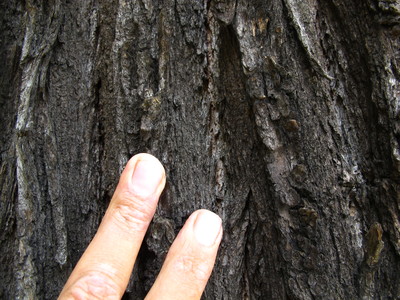  picture  Pagodeboom--Honingboom |Styphnolobium_japonicum