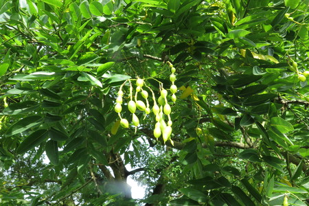  picture  Pagodeboom--Honingboom |Styphnolobium_japonicum