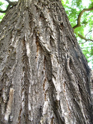  picture  Pagodeboom--Honingboom |Styphnolobium_japonicum