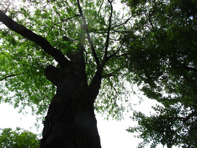  picture  Pagodeboom--Honingboom |Styphnolobium_japonicum