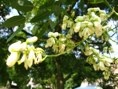  picture  Pagodeboom--Honingboom |Styphnolobium_japonicum
