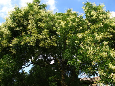  picture  Pagodeboom--Honingboom |Styphnolobium_japonicum