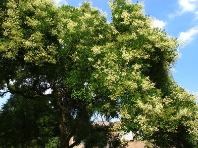  picture  Pagodeboom--Honingboom |Styphnolobium_japonicum