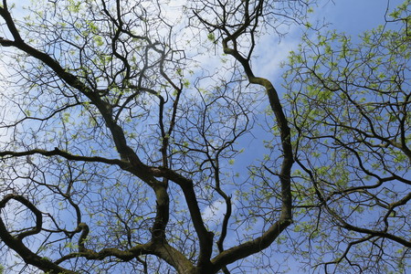  picture  Pagodeboom--Honingboom |Styphnolobium_japonicum
