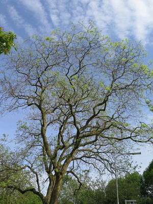  picture  Pagodeboom--Honingboom |Styphnolobium_japonicum