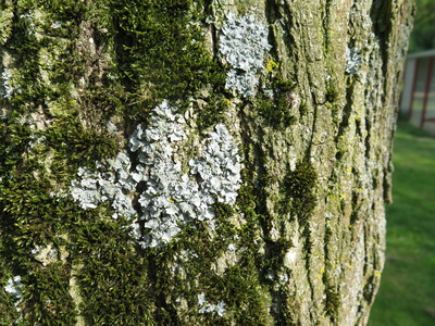  picture  Pagodeboom--Honingboom |Styphnolobium_japonicum