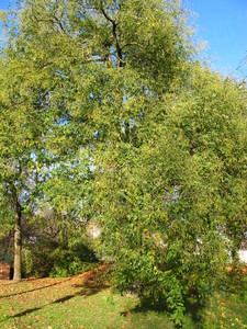  picture  Pagodeboom--Honingboom |Styphnolobium_japonicum
