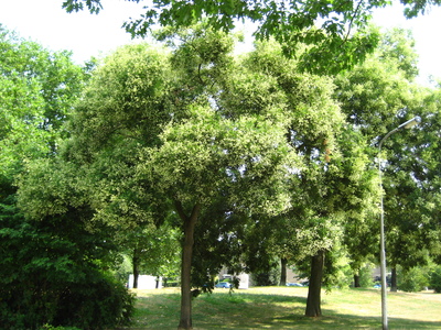  picture  Pagodeboom--Honingboom |Styphnolobium_japonicum