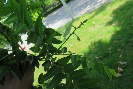  picture  Pagodeboom--Honingboom |Styphnolobium_japonicum