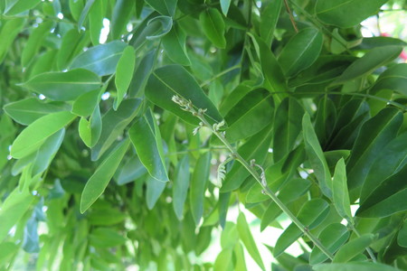  picture  Pagodeboom--Honingboom |Styphnolobium_japonicum