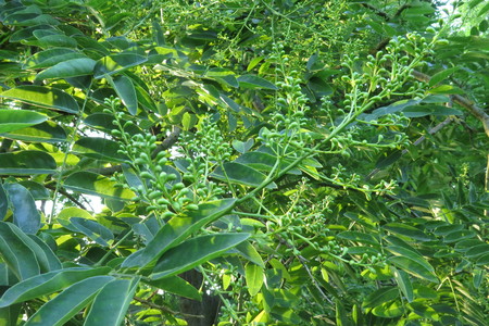  picture  Pagodeboom--Honingboom |Styphnolobium_japonicum