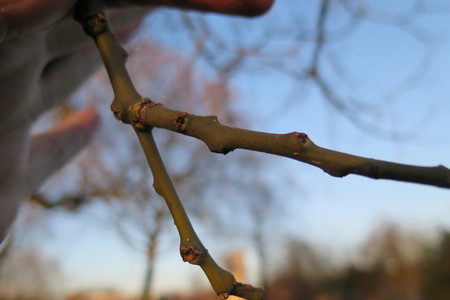  picture  Pagodeboom--Honingboom |Styphnolobium_japonicum