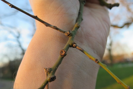  picture  Pagodeboom--Honingboom |Styphnolobium_japonicum