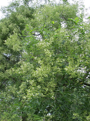  picture  Pagodeboom--Honingboom |Styphnolobium_japonicum