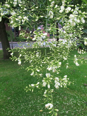  picture  Pagodeboom--Honingboom |Styphnolobium_japonicum