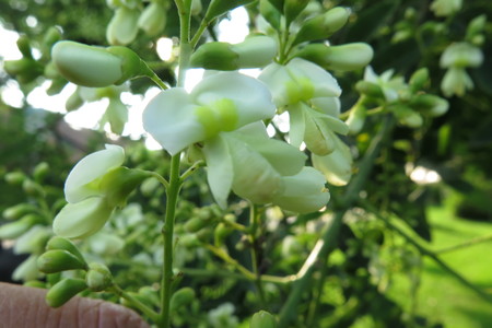  picture  Pagodeboom--Honingboom |Styphnolobium_japonicum